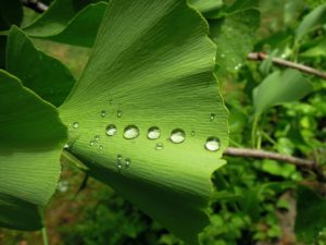 Ginkgo biloba