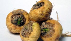maca