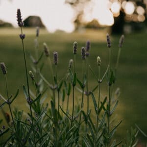 Mother Earth News