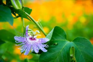 Mother Earth News