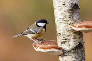 Mother Earth News