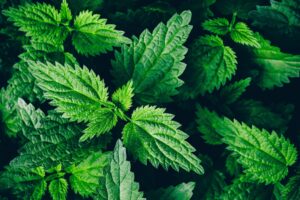 Mother Earth News