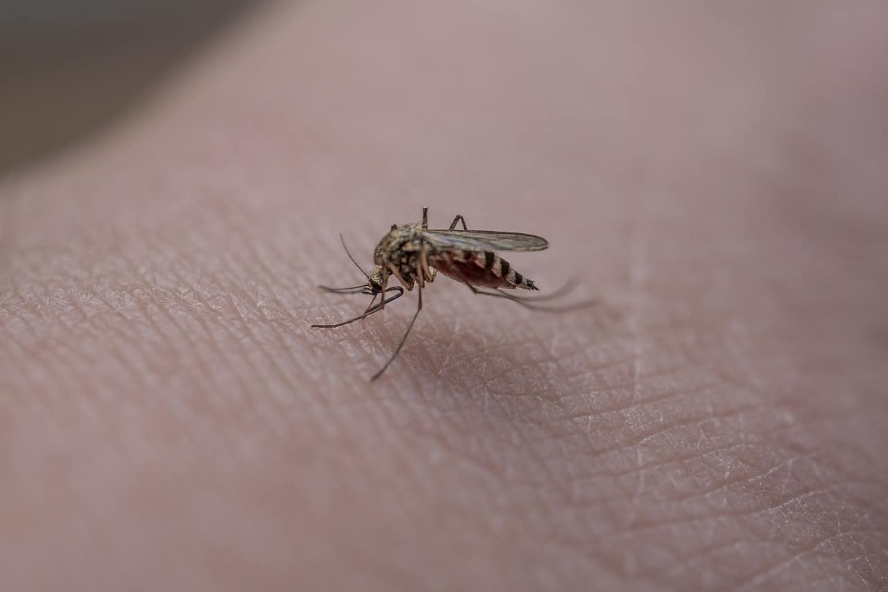piqure insecte