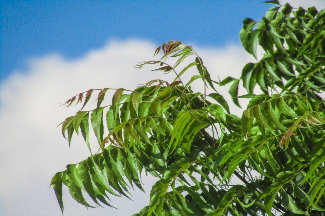 neem