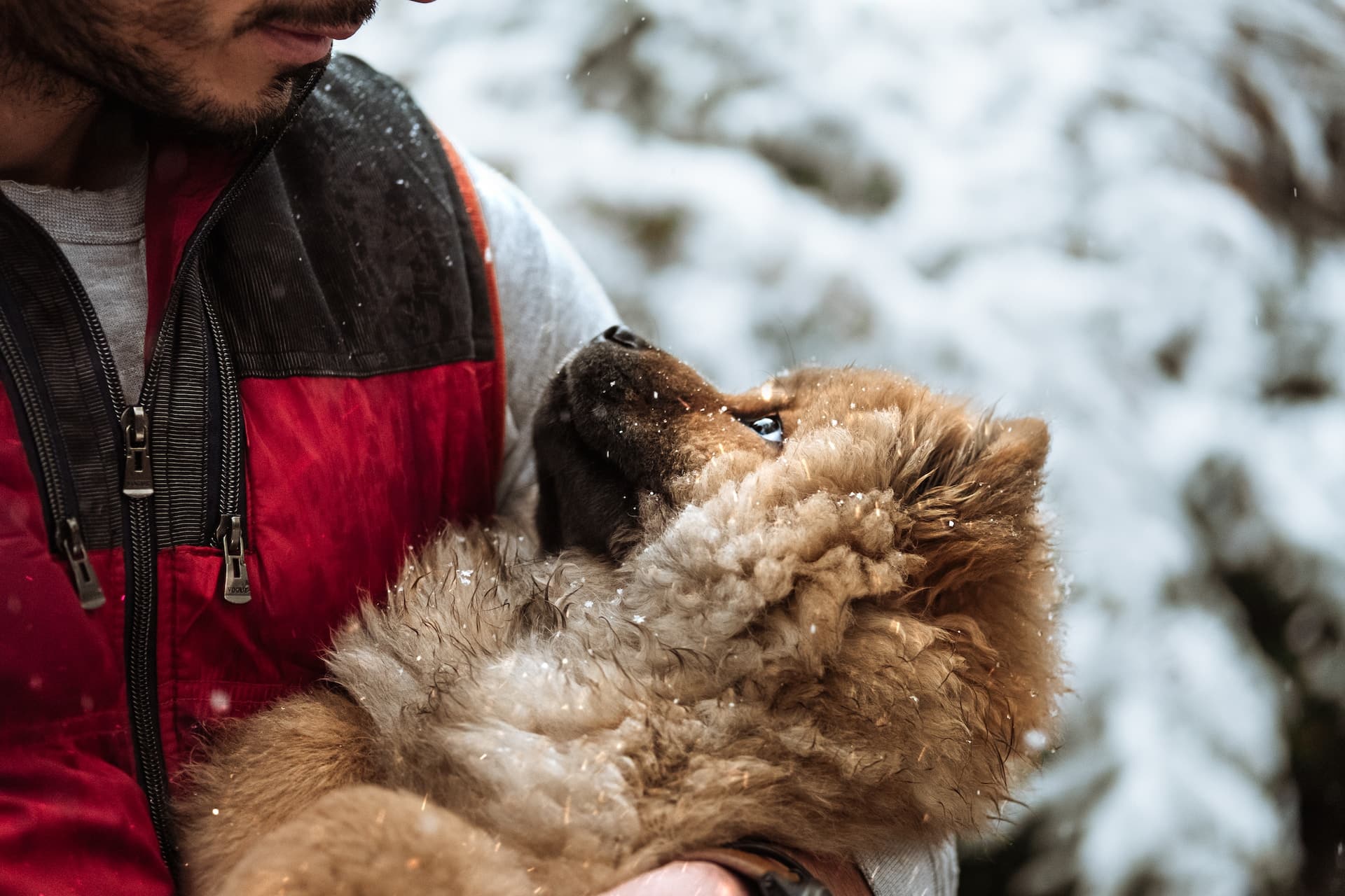 bienfaits des animaux sur la santé mentale