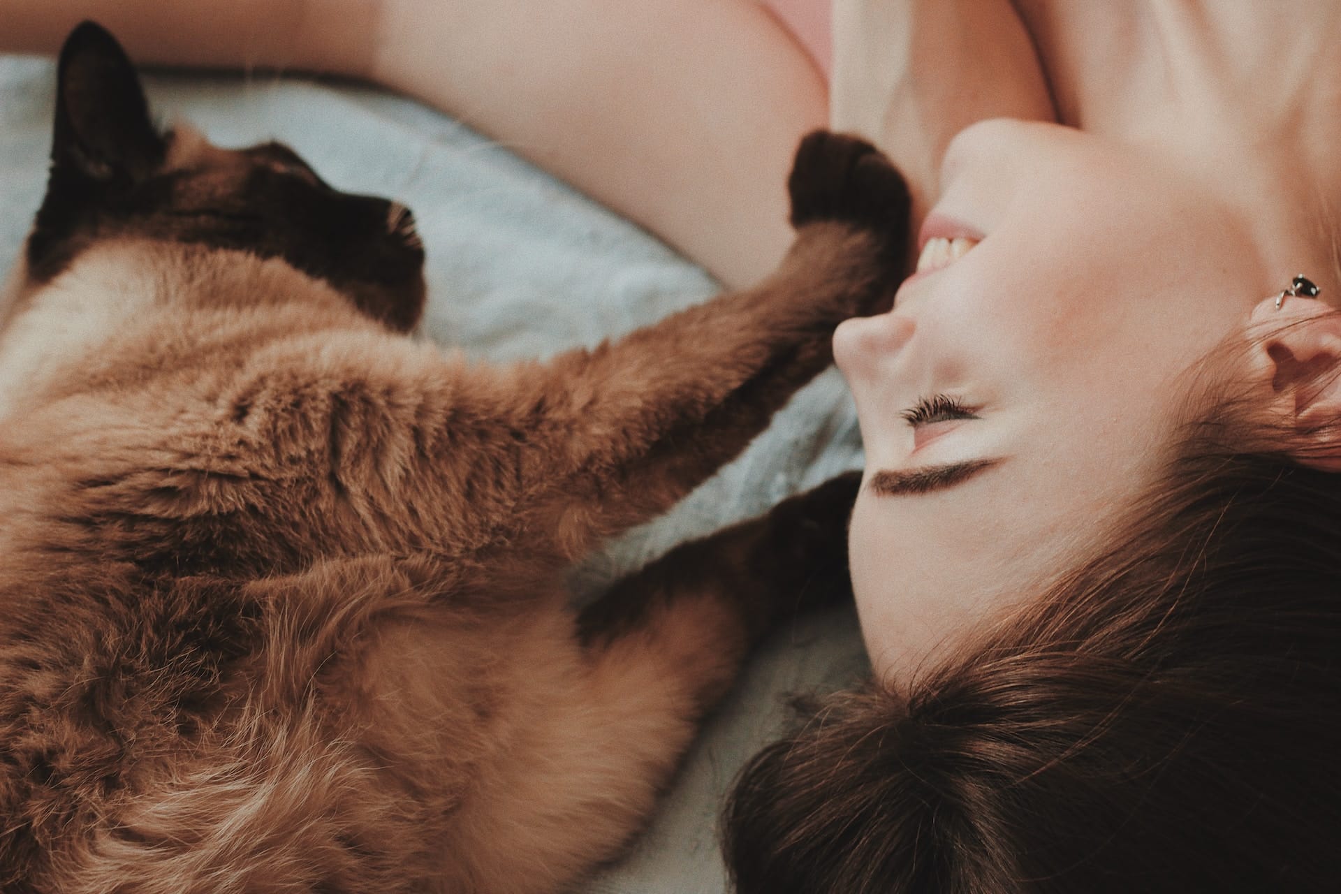 ronronnements du chat